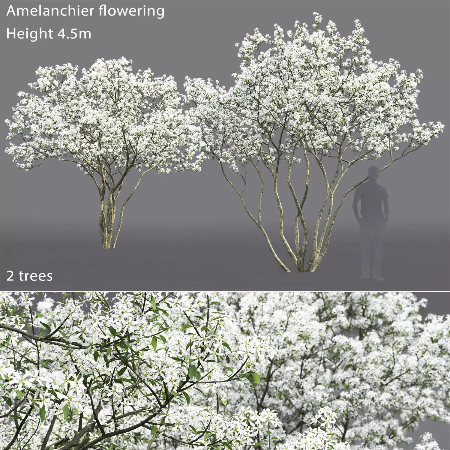 Amelanchier Flowering 01 3D model