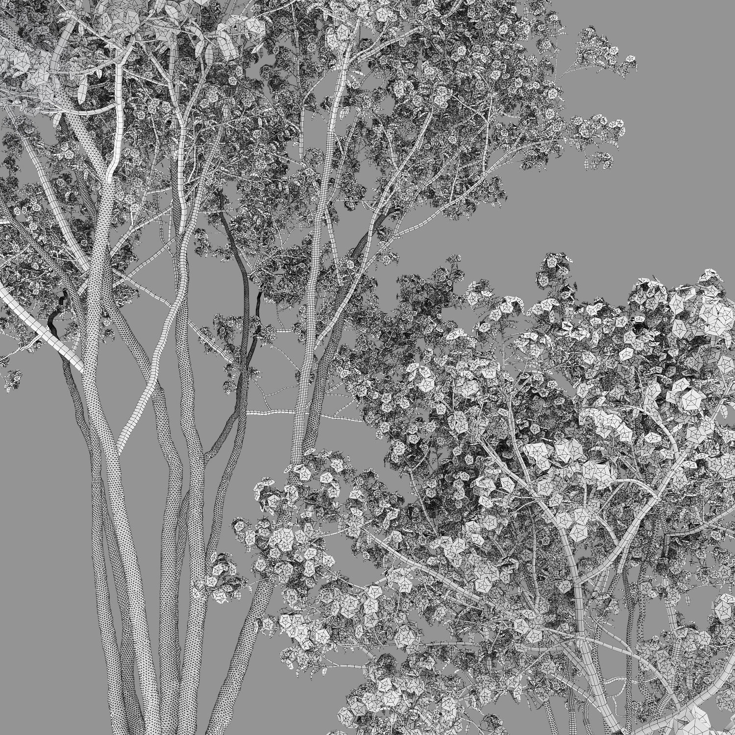 Amelanchier Flowering 02 3D model_4