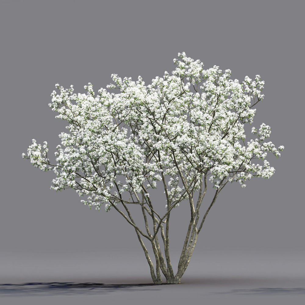 Amelanchier Flowering 02 3D model_2