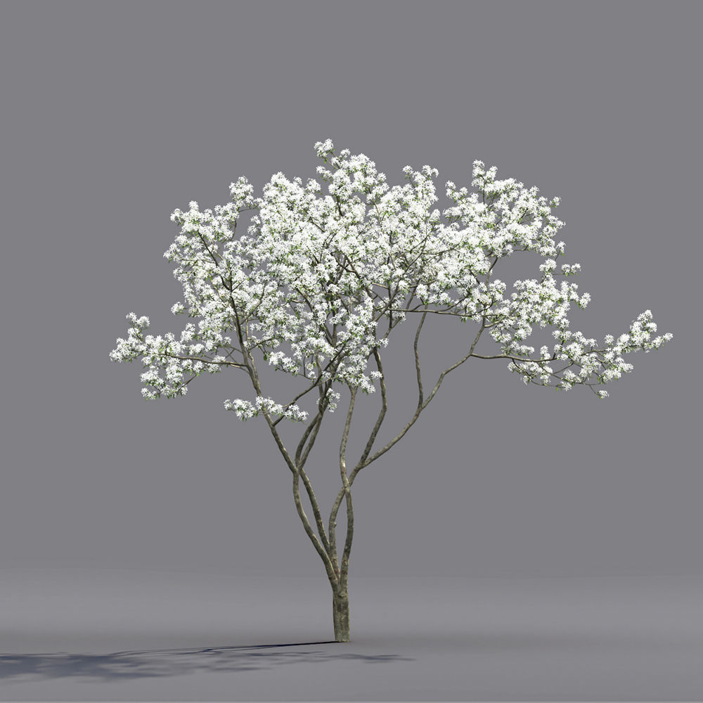 Amelanchier Flowering 02 3D model_3