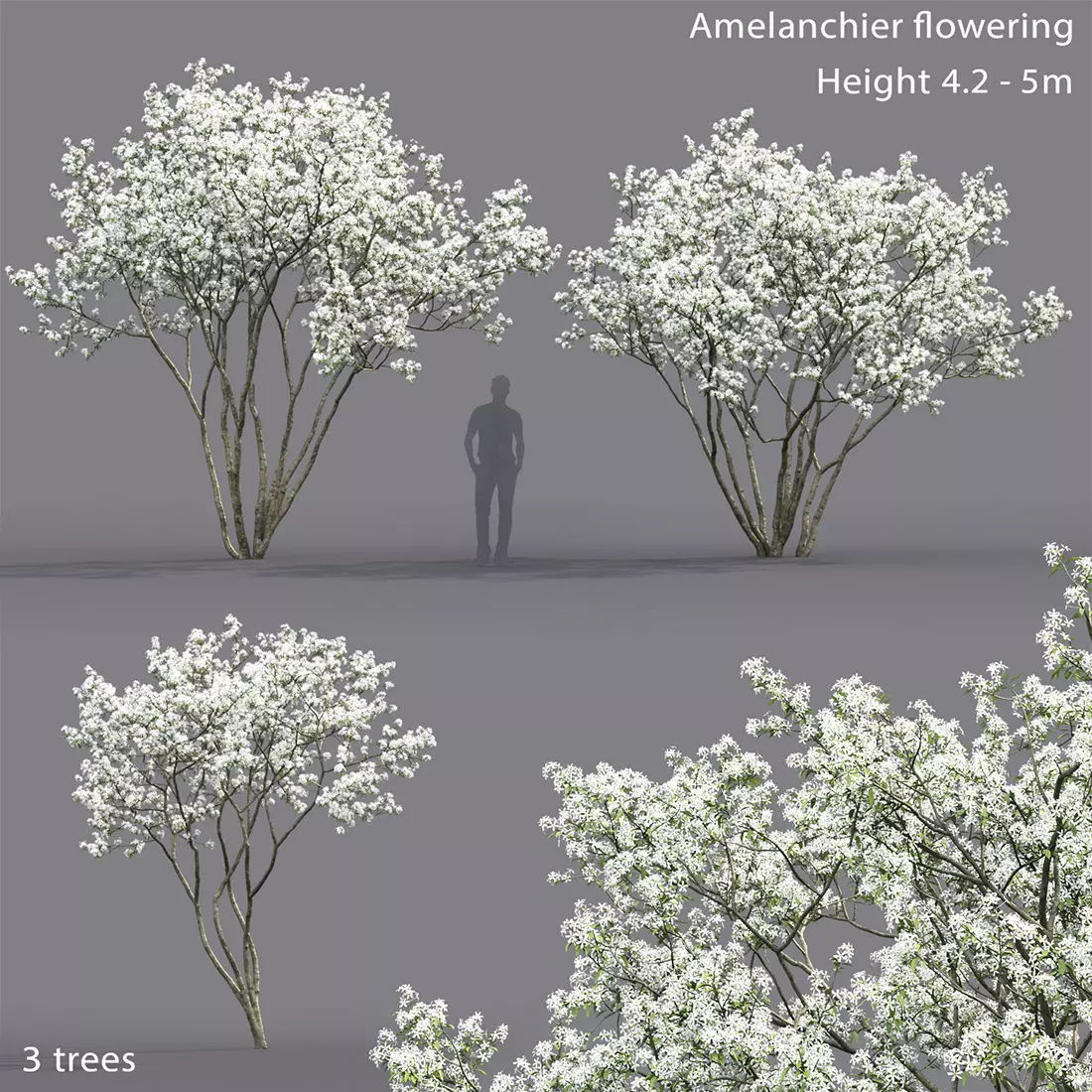 Amelanchier Flowering 02 3D model_0