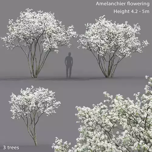 Amelanchier Flowering 02 3D model