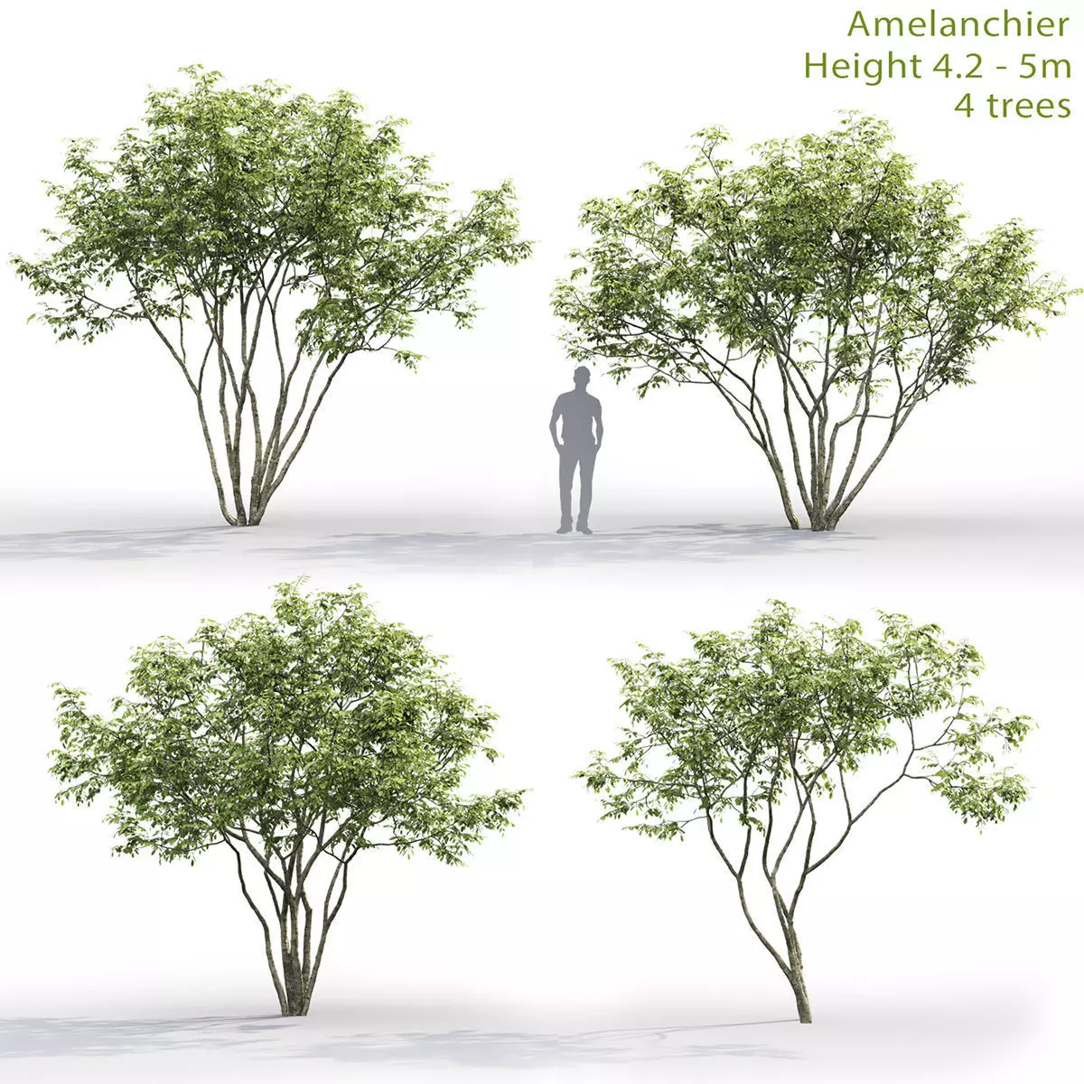 Amelanchier 01 3D model