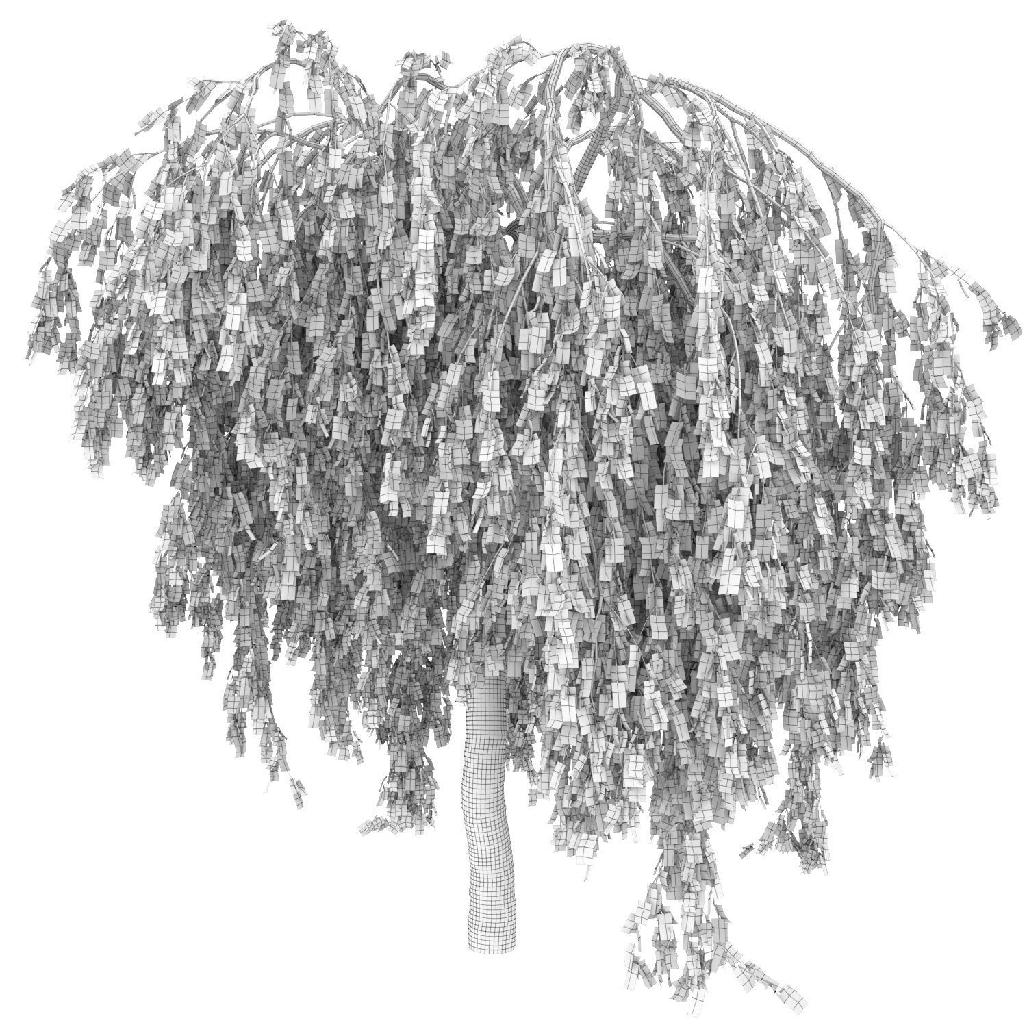 Betula Pendula Youngii 01  3D model_3