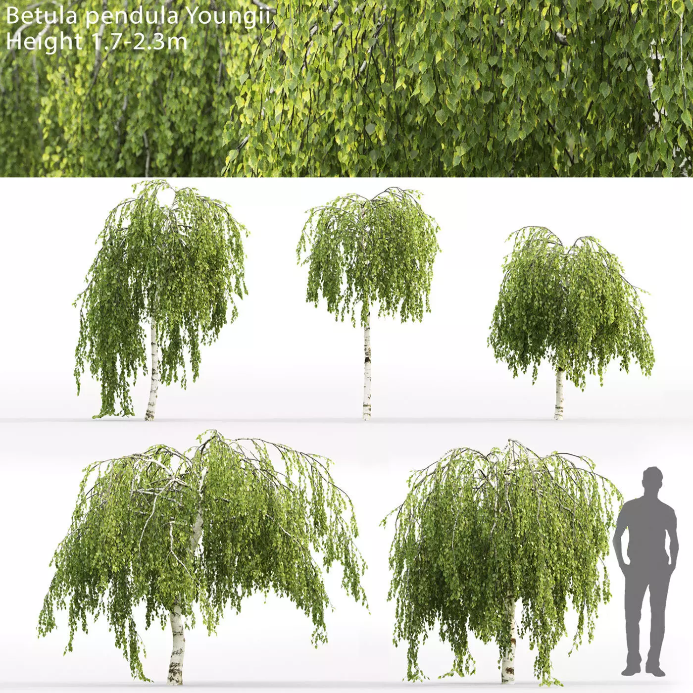 Betula Pendula Youngii 01  3D model_0