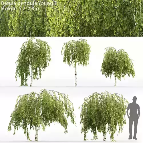 Betula Pendula Youngii 01  3D model