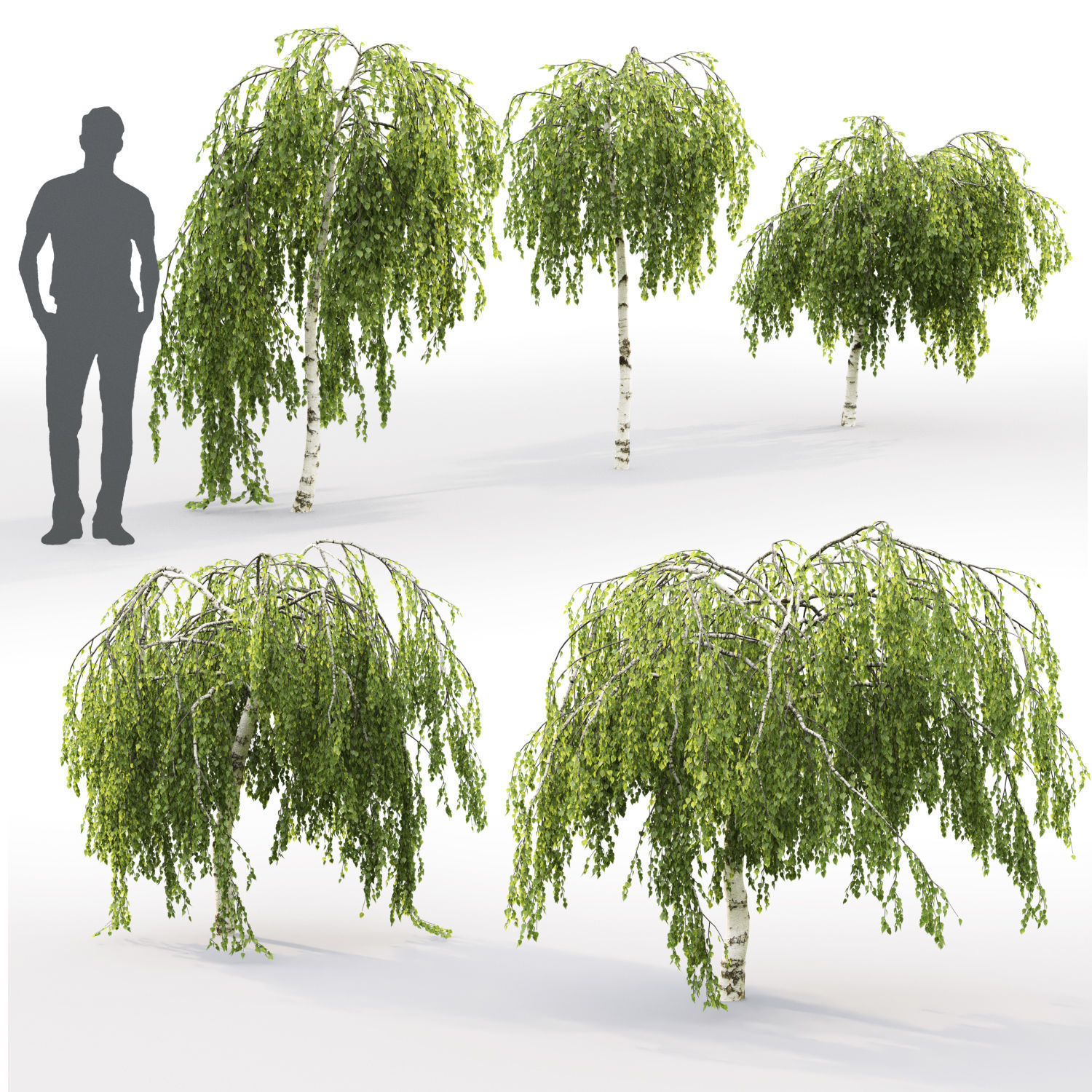 Betula Pendula Youngii 01  3D model_2