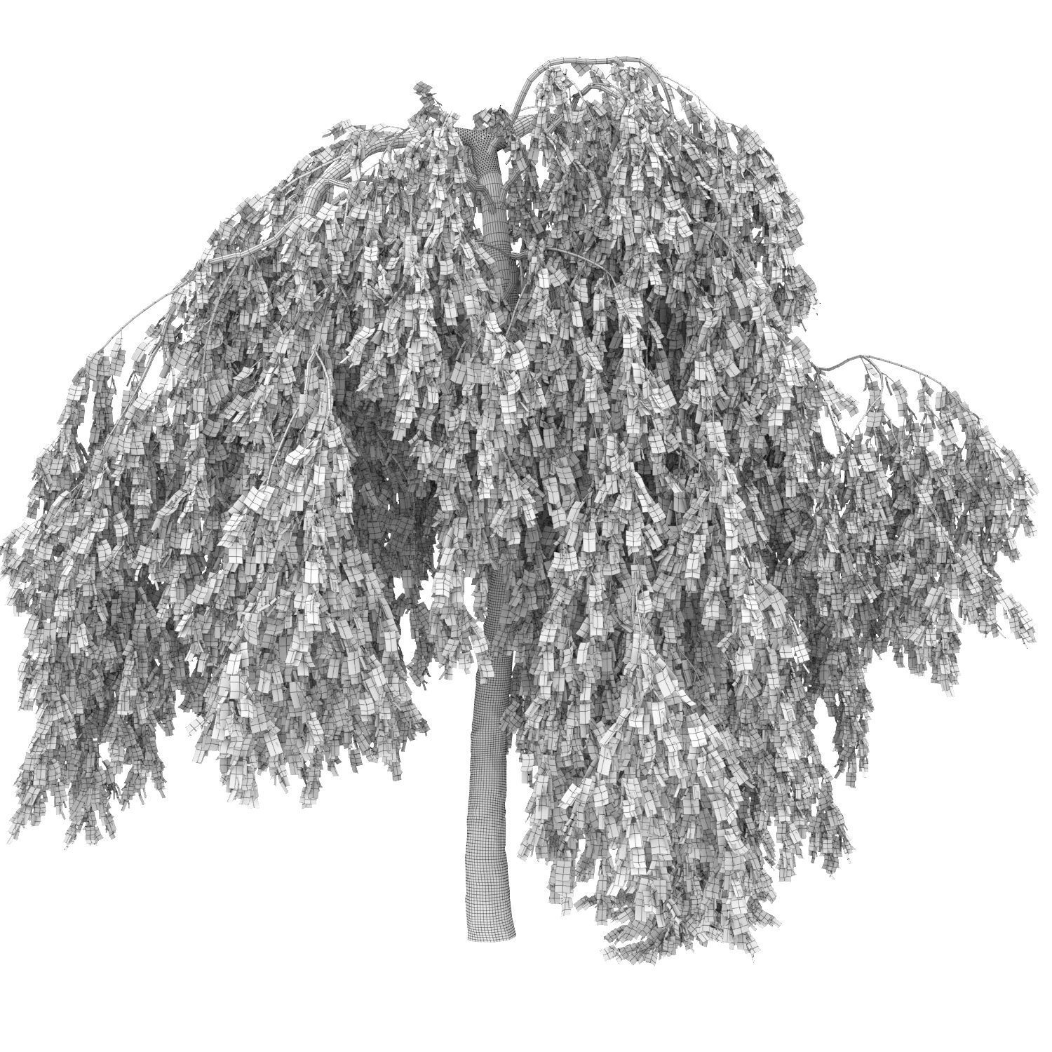 Betula Pendula Youngii 02 3D model_2