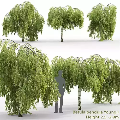 Betula Pendula Youngii 02