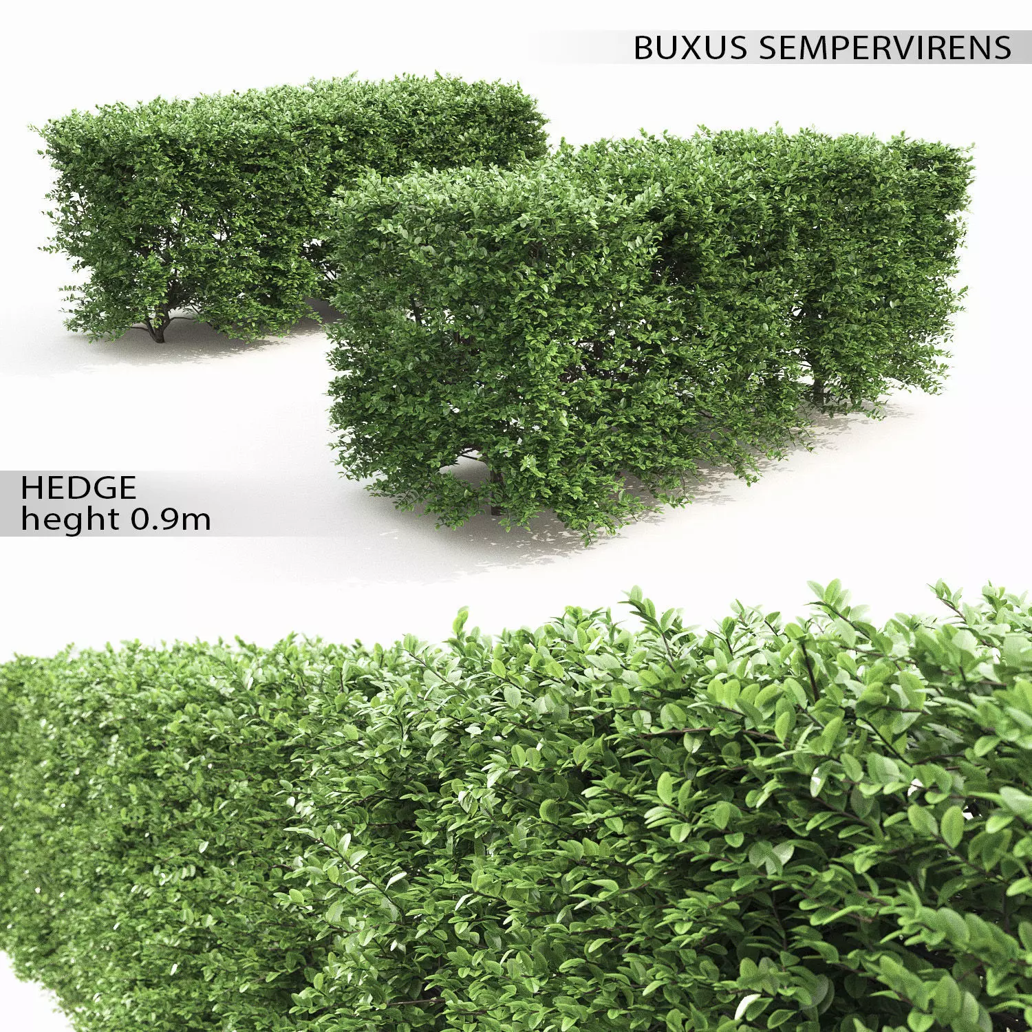 Buxus Sempervirens Hedge 01 3D model_0