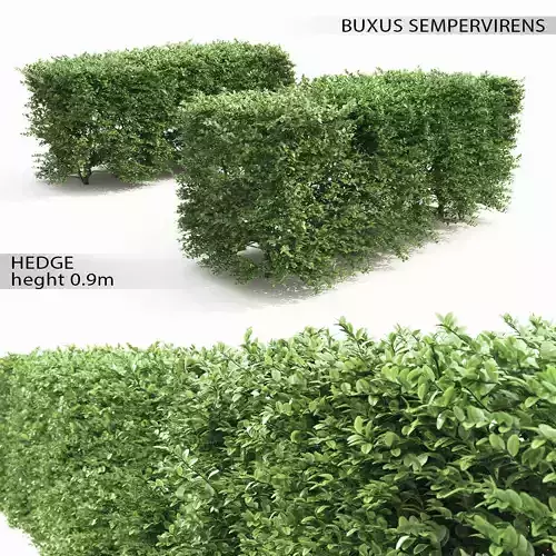 Buxus Sempervirens Hedge 01 3D model