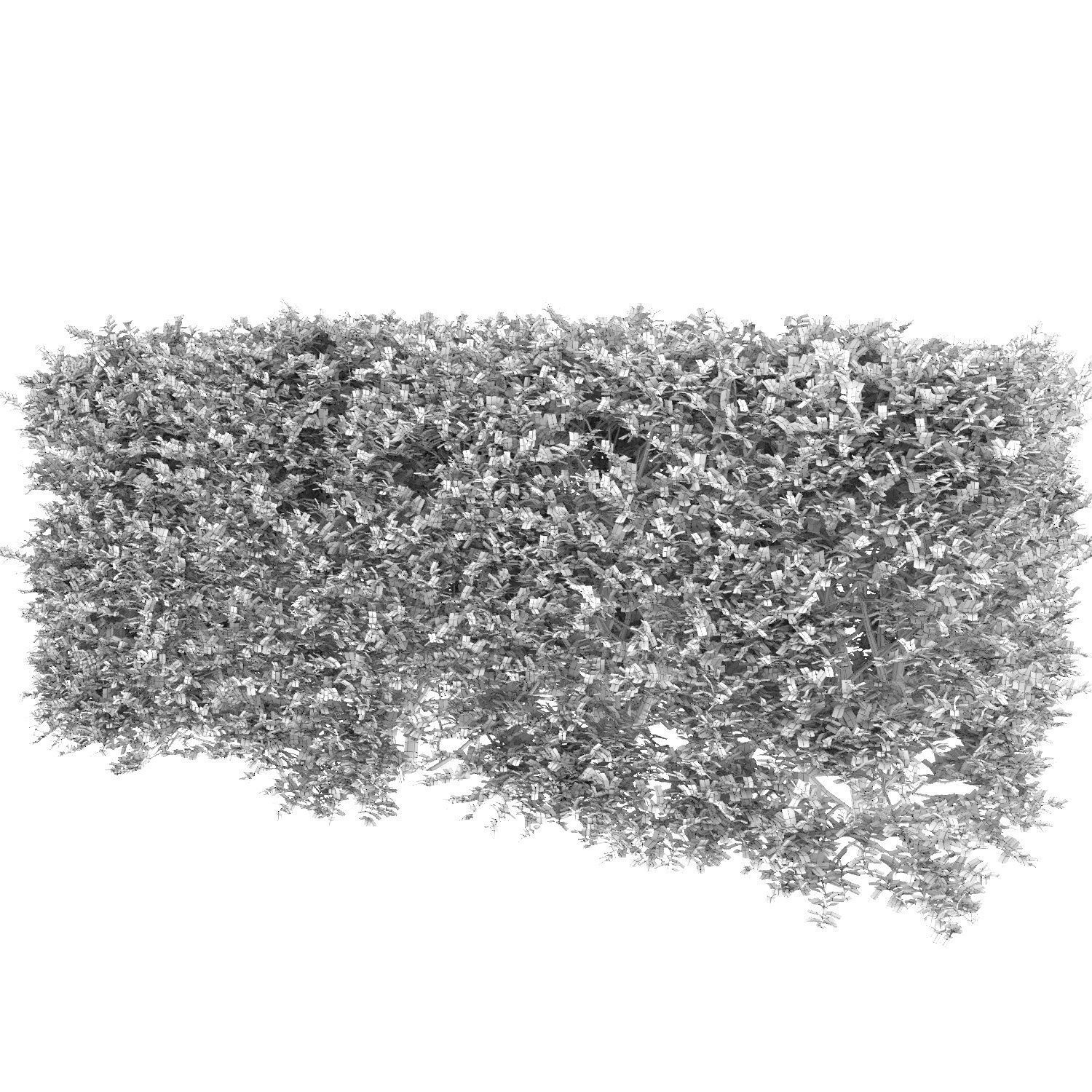 Buxus Sempervirens Hedge 01 3D model_3