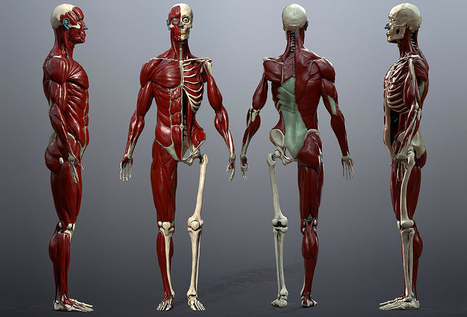 Skeleton and Muscles Study Low-poly 3D model