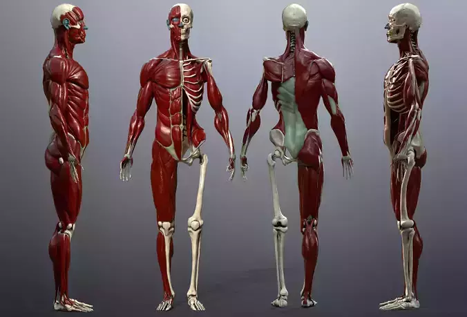 Skeleton and Muscles Study Low-poly 3D model