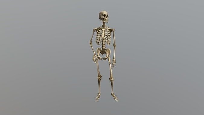 WORKING SKELETON  3D model