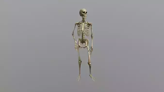 WORKING SKELETON  3D model