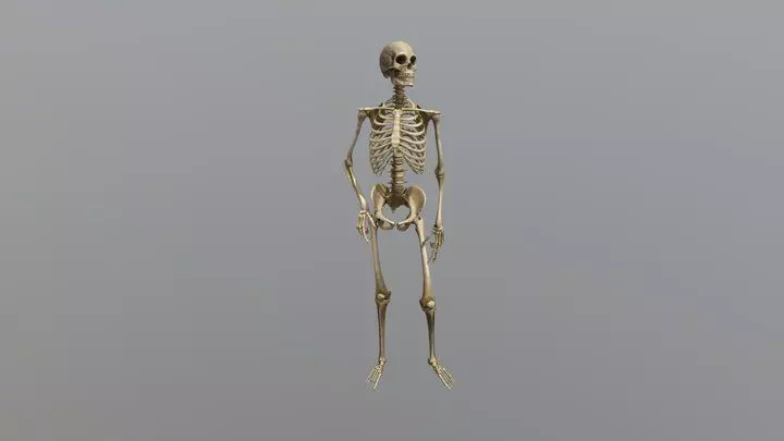 WORKING SKELETON  3D model_0