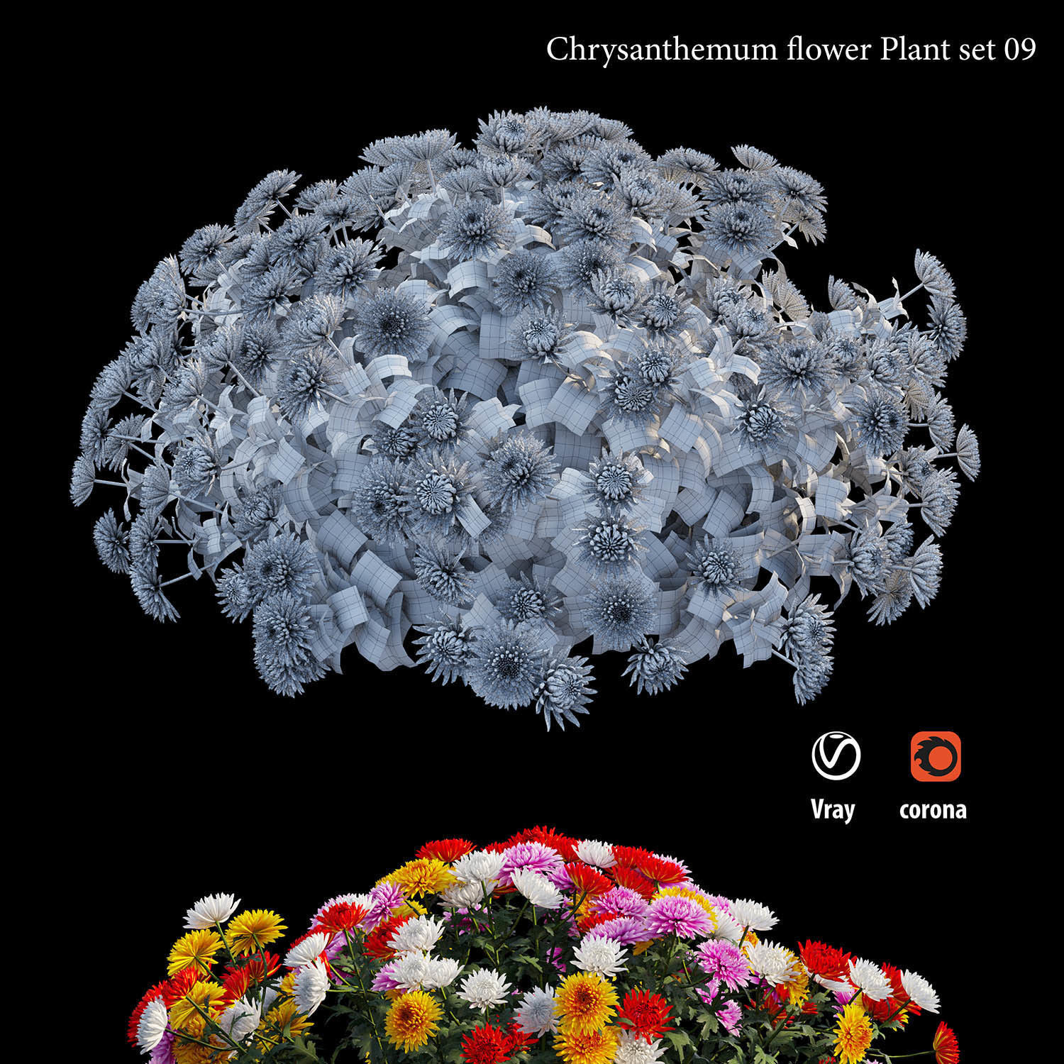 Chrysanthemum flower plant set 09 3D model_3