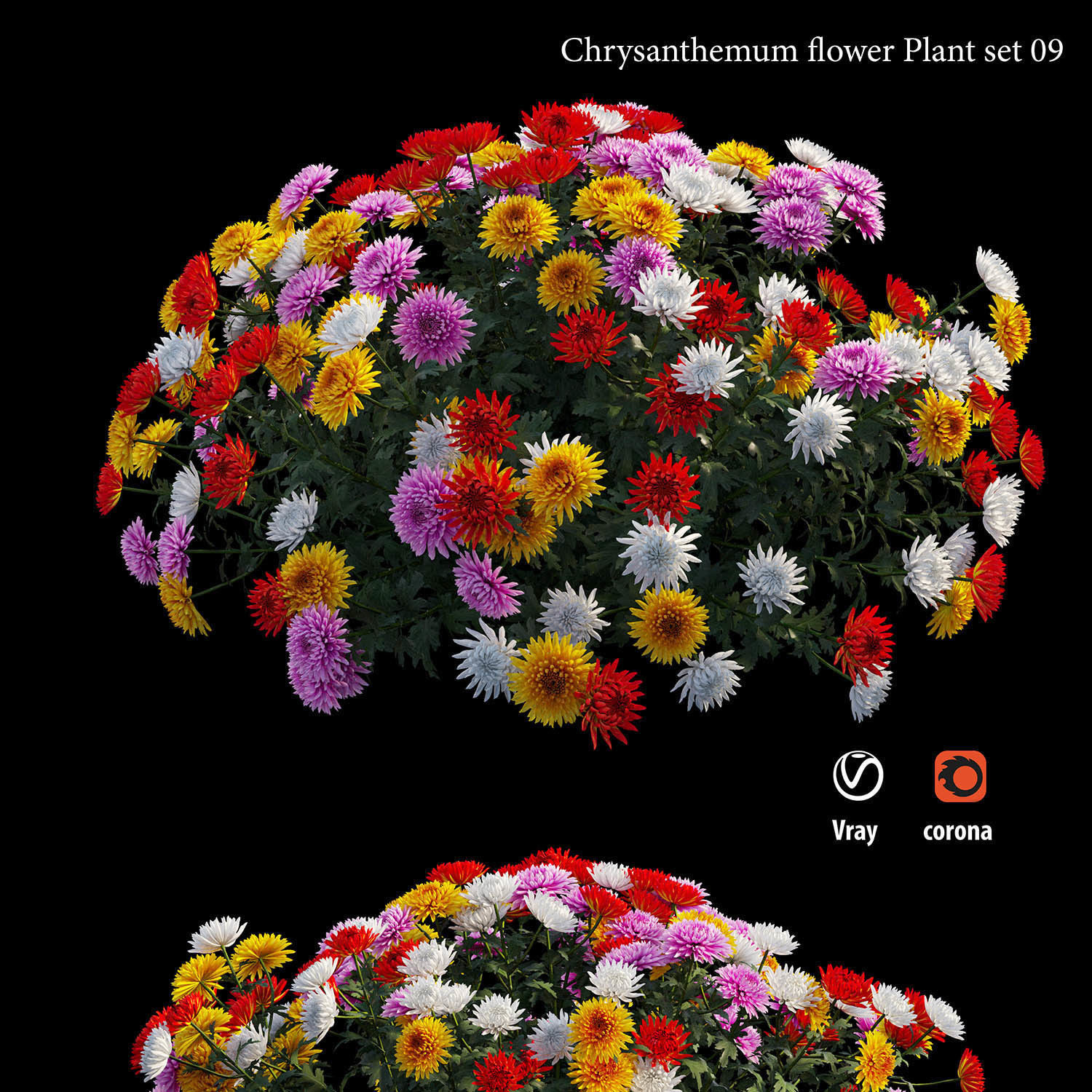 Chrysanthemum flower plant set 09 3D model_1