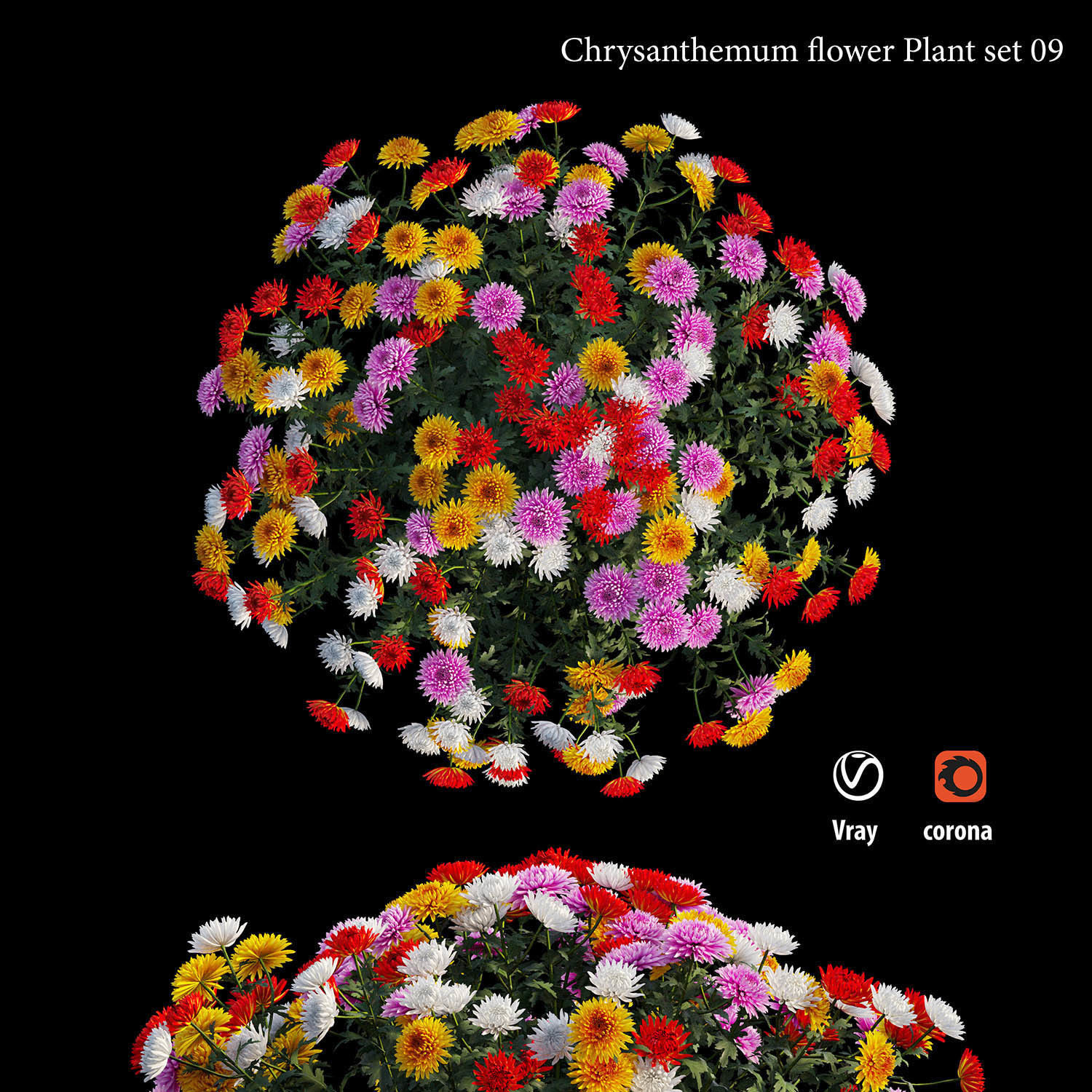 Chrysanthemum flower plant set 09 3D model_2