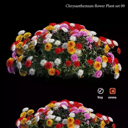 Chrysanthemum flower plant set 09 3D model