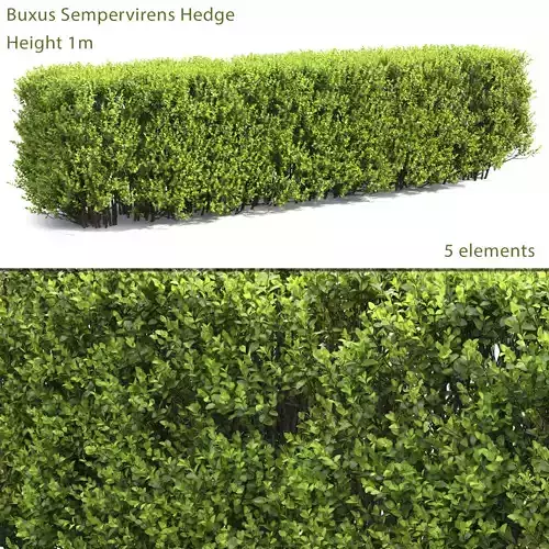 Buxus Hedge 02 3D model