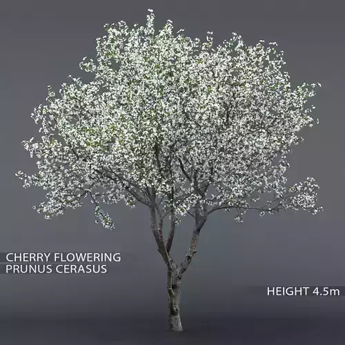 Cherry-tree Flowering 01