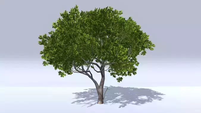 Magnolia Tree Low-poly 3D model