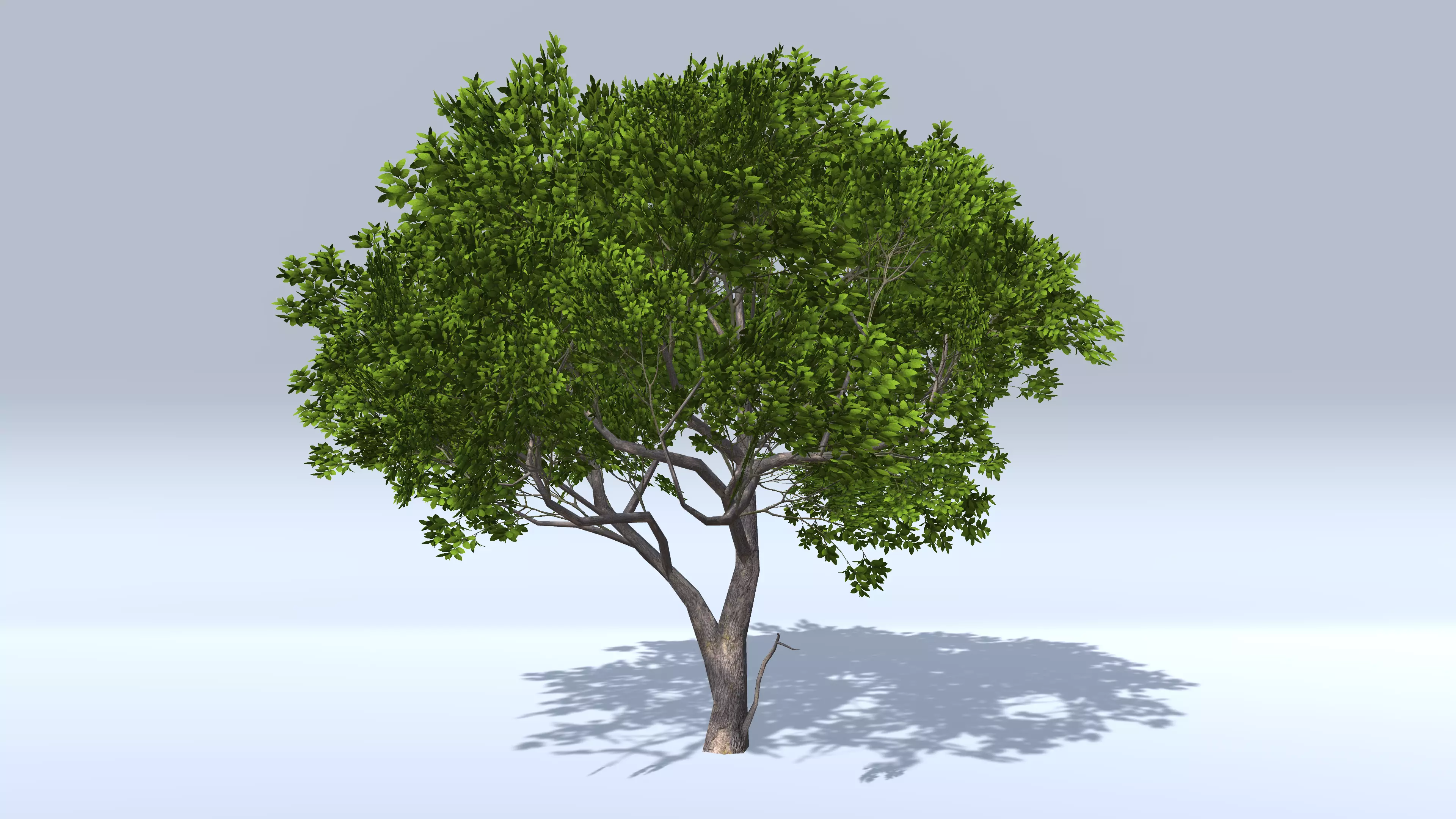 Magnolia Tree Low-poly 3D model_0