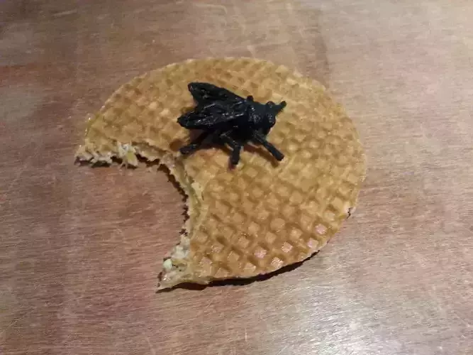 house fly Free 3D print model