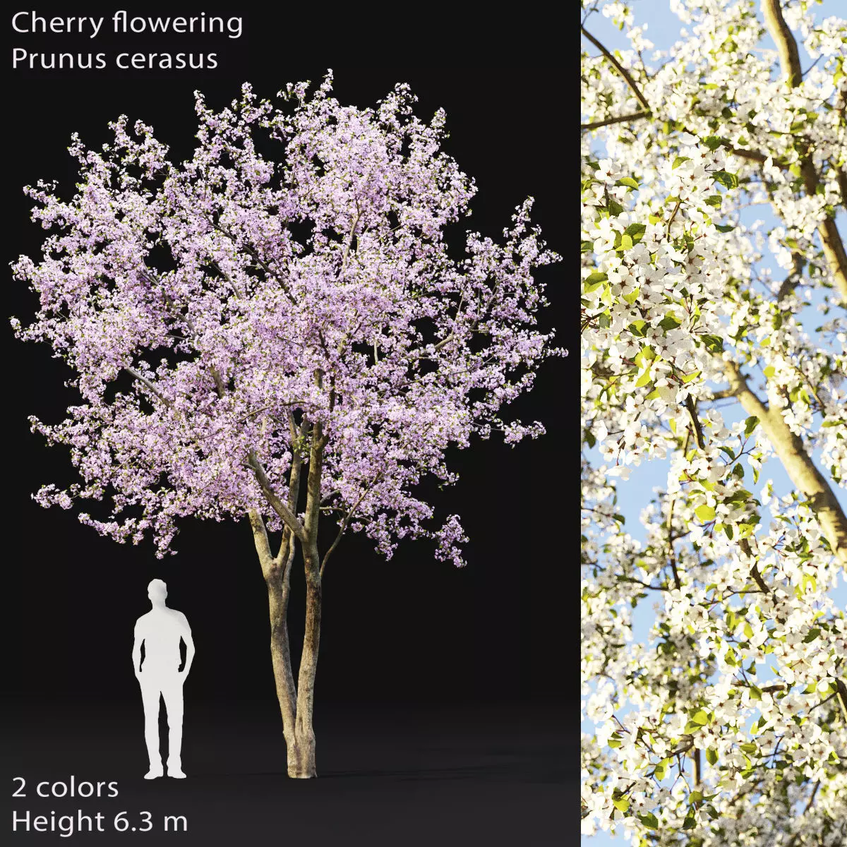 Cherry-tree Flowering 02 3D model