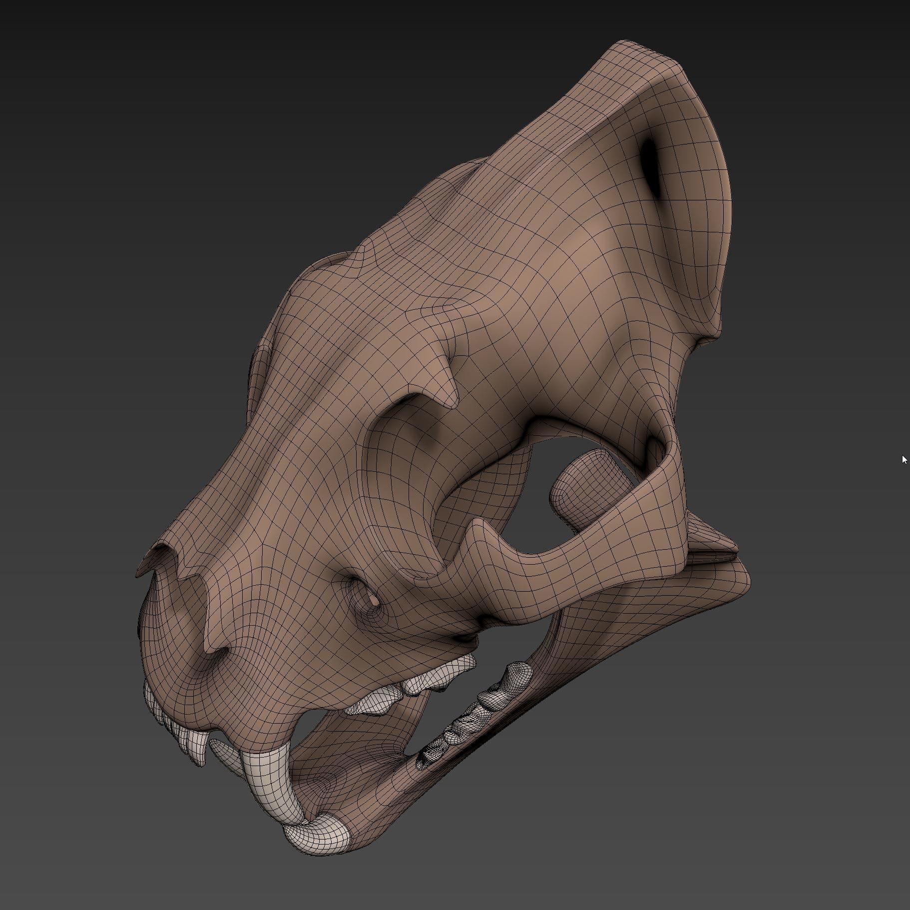 Tiger Skull Low-poly 3D model_7