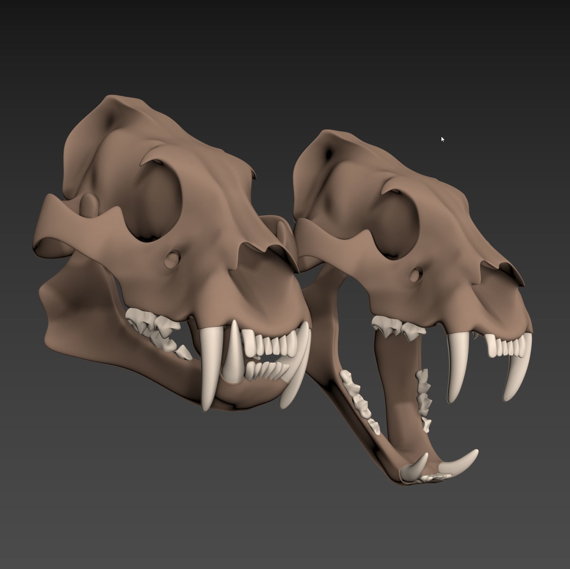 Tiger Skull Low-poly 3D model_5