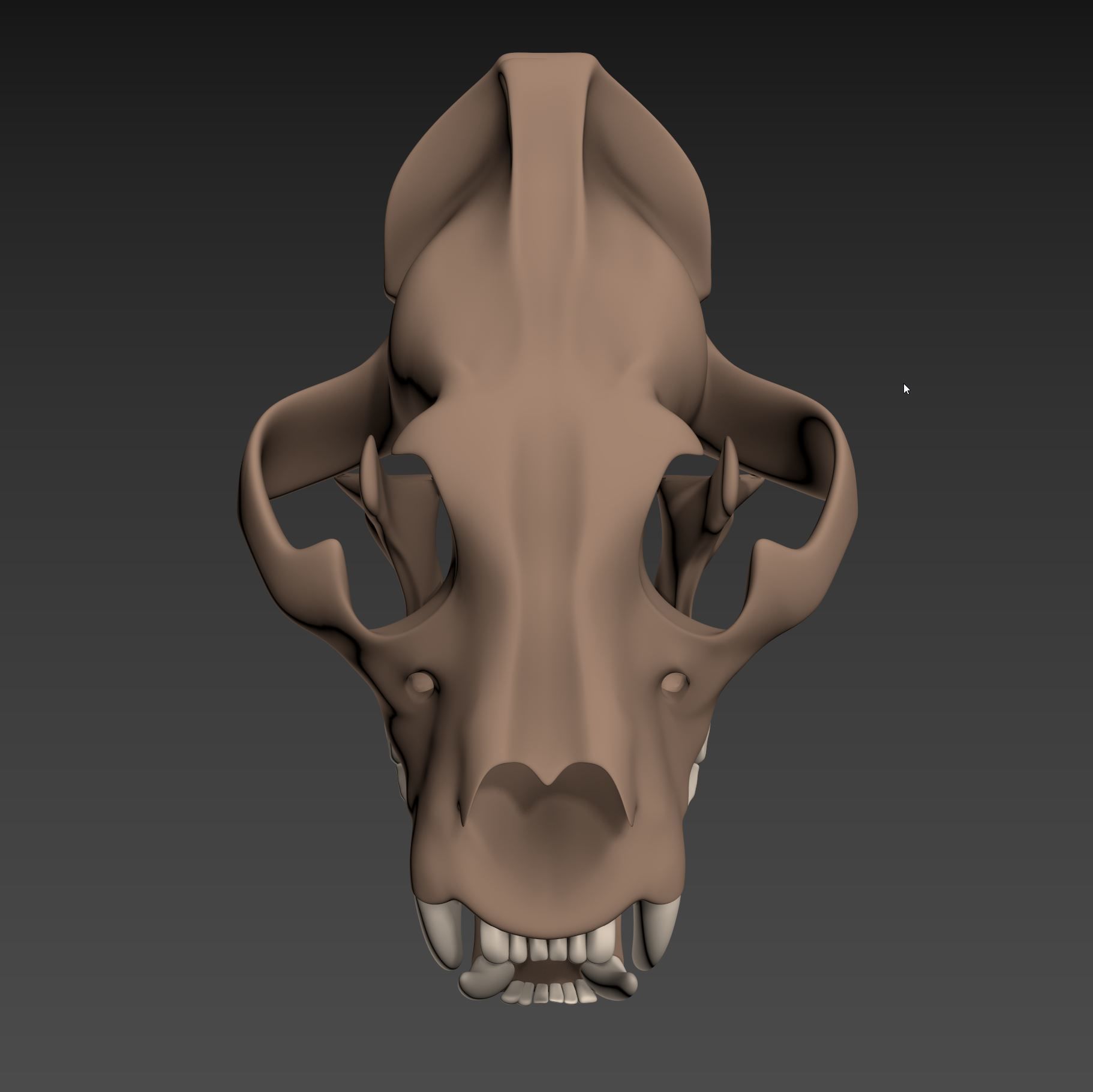 Tiger Skull Low-poly 3D model_3