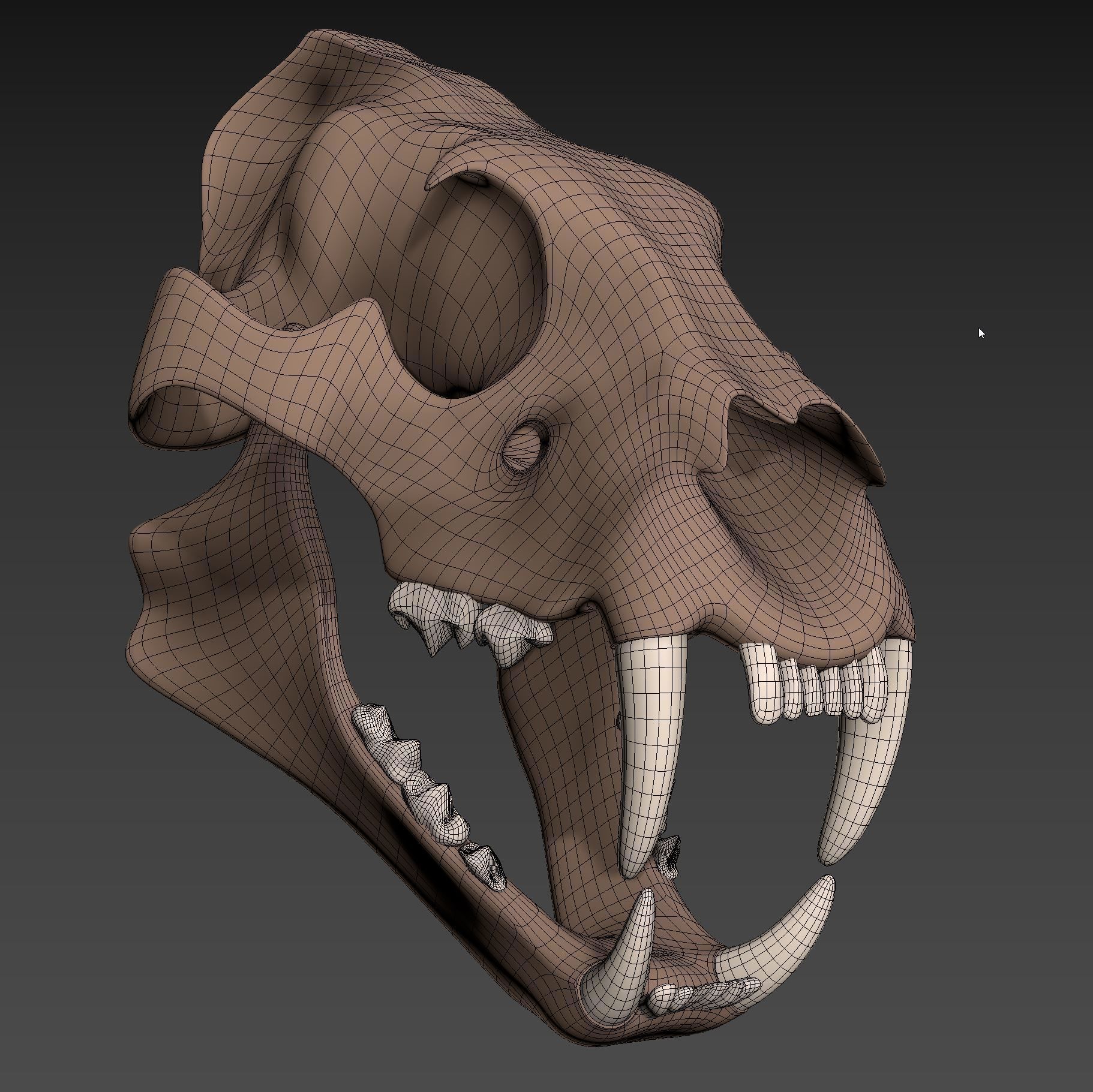 Tiger Skull Low-poly 3D model_6