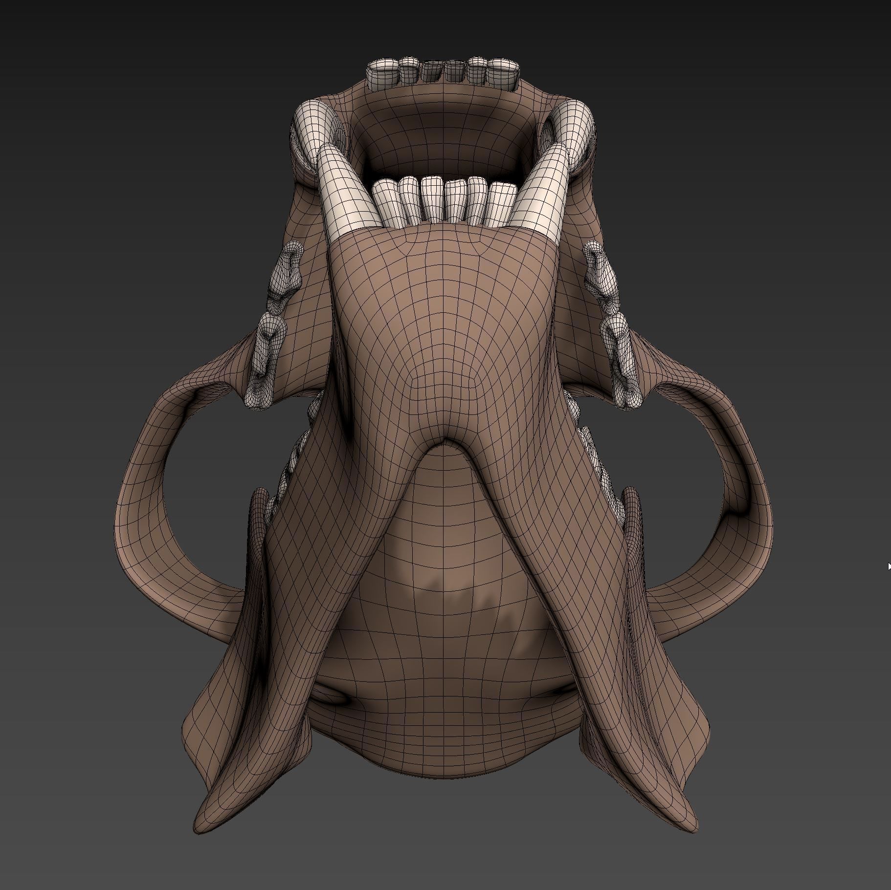 Tiger Skull Low-poly 3D model_8