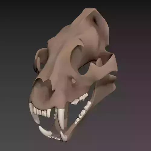 Tiger Skull
