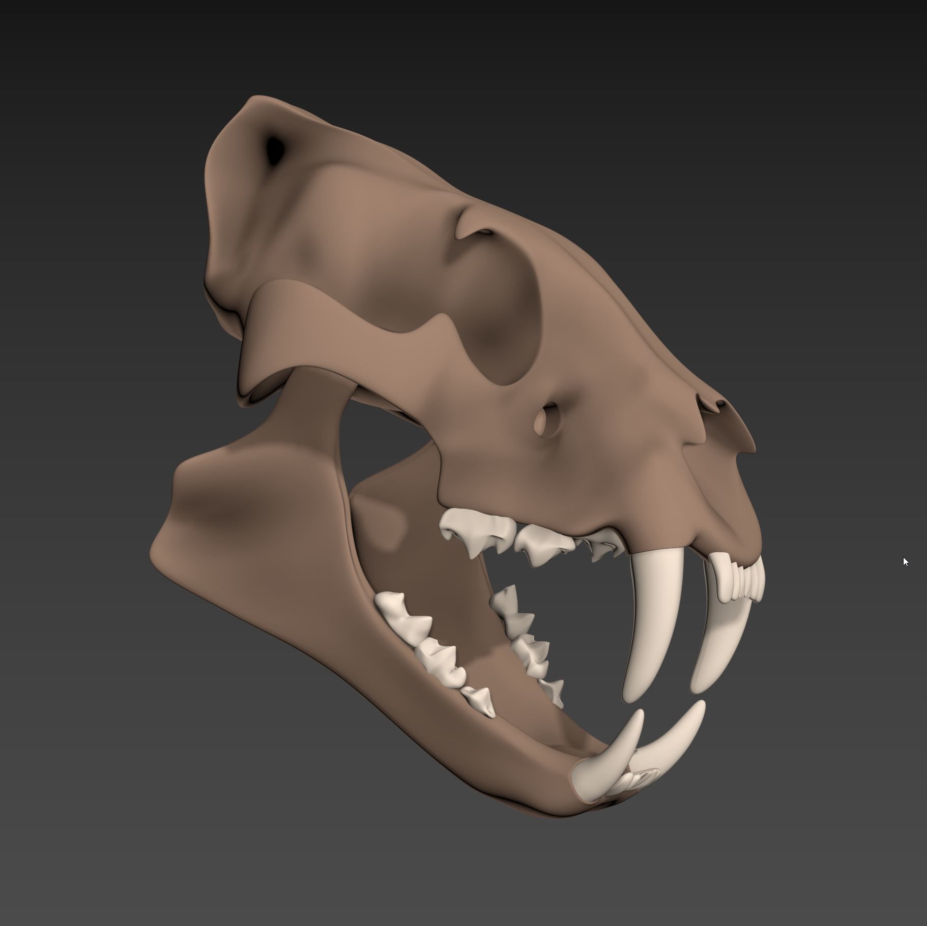 Tiger Skull Low-poly 3D model_1