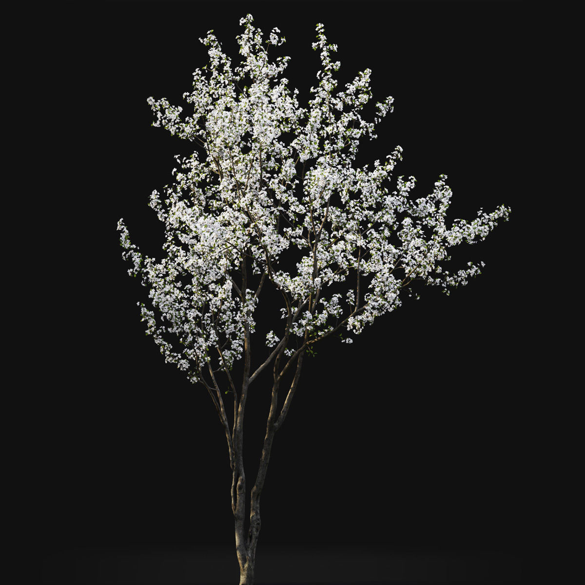Cherry-tree Flowering 03 3D model_3