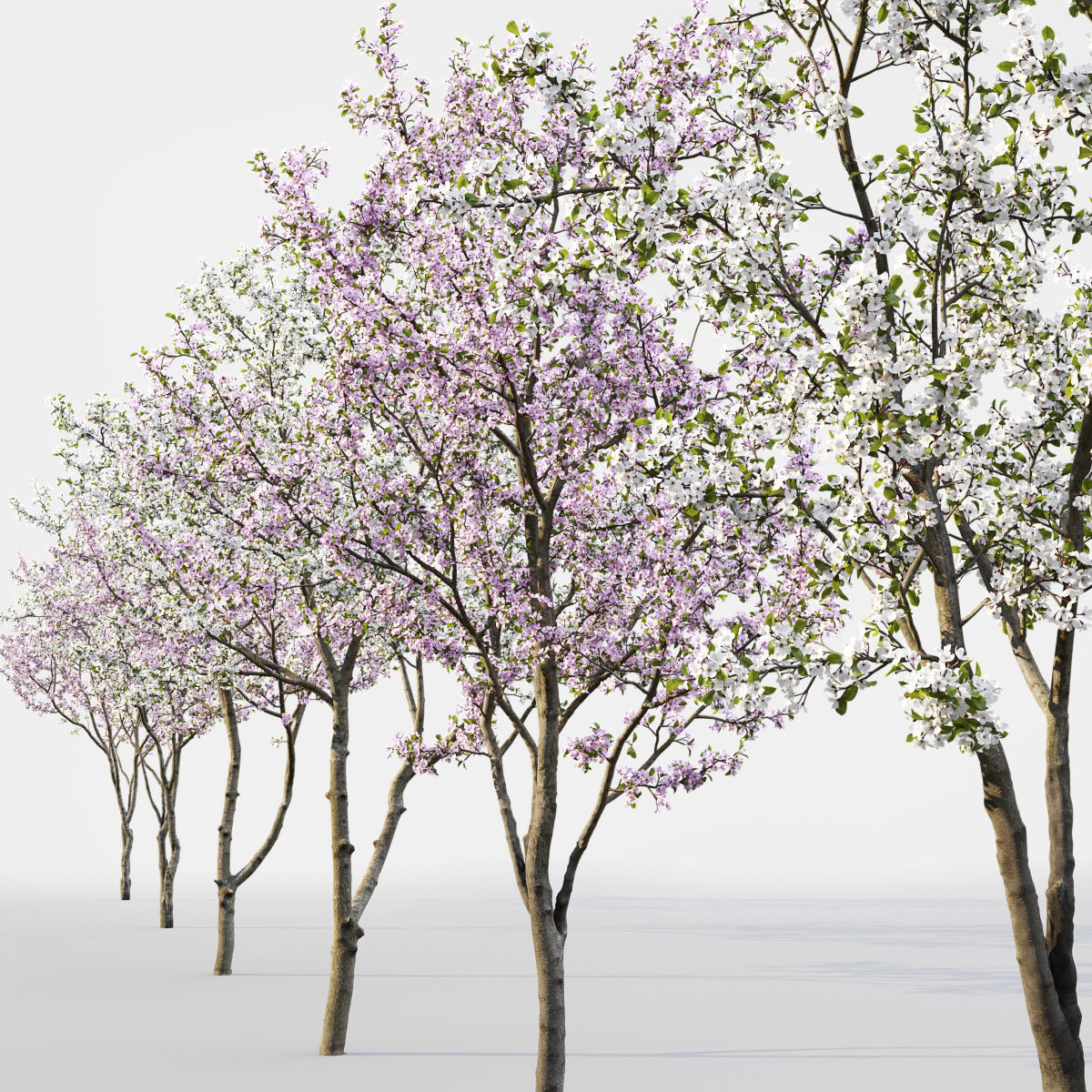 Cherry-tree Flowering 03 3D model_1