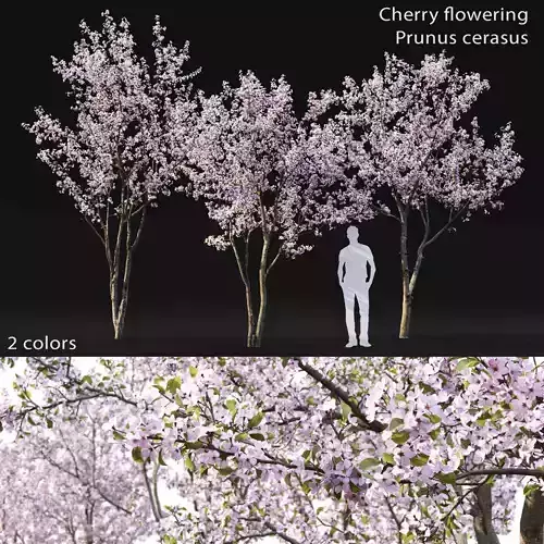 Cherry-tree Flowering 03