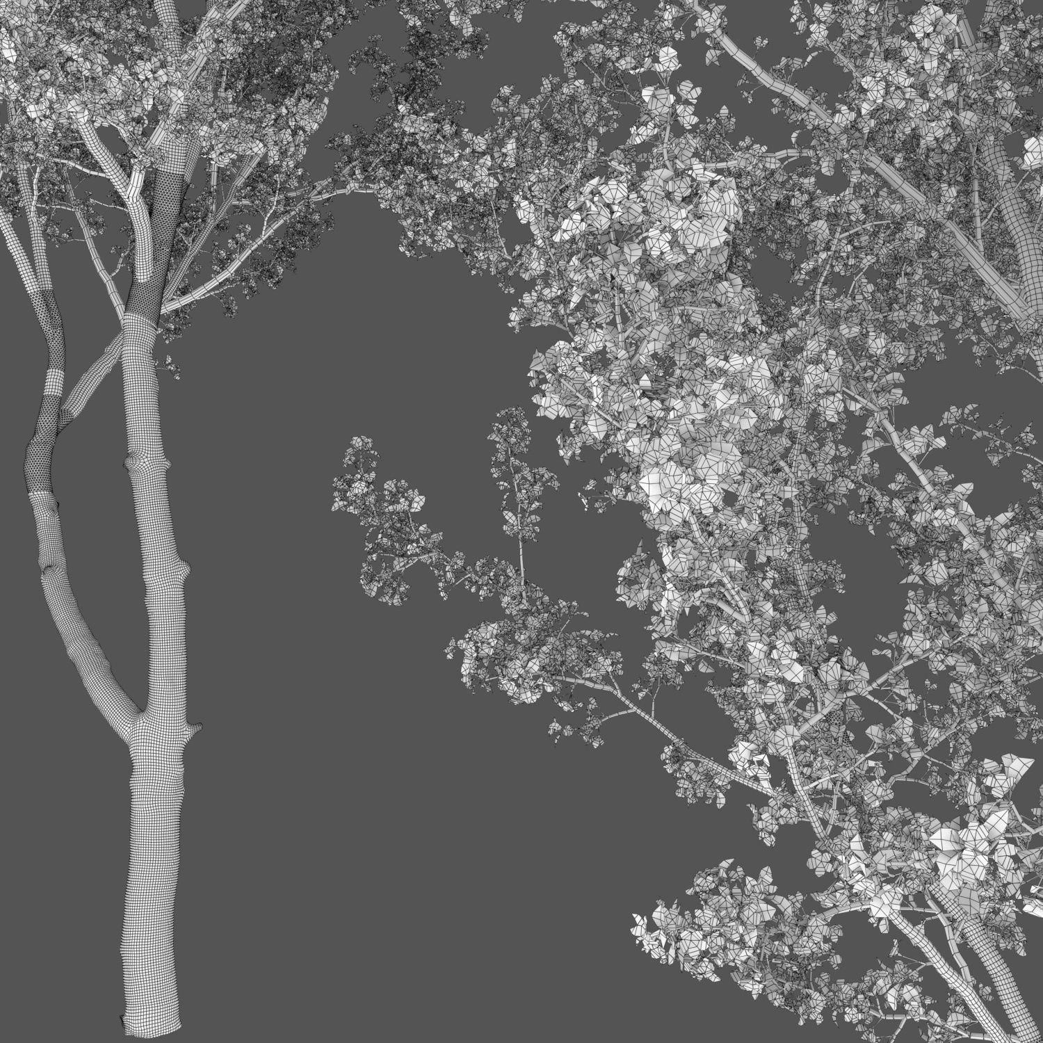 Cherry-tree Flowering 03 3D model_5