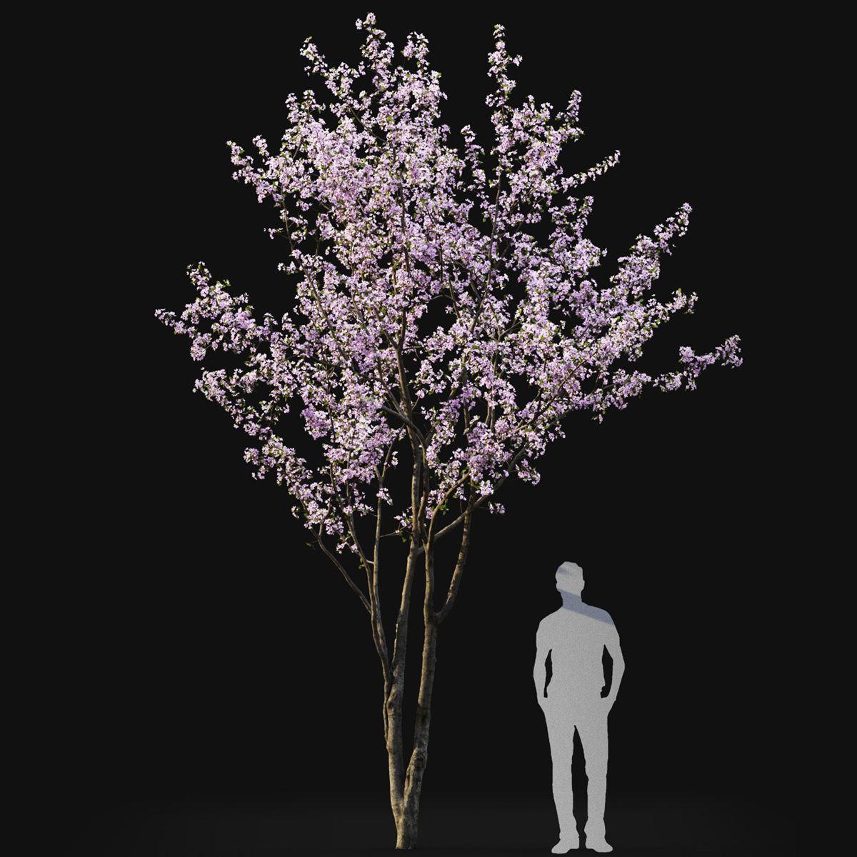 Cherry-tree Flowering 03 3D model_2