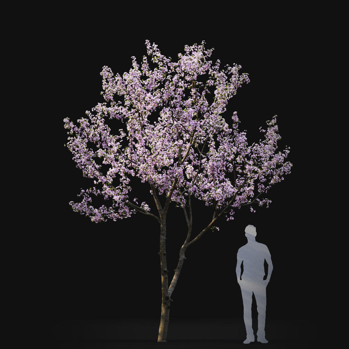 Cherry-tree Flowering 03 3D model_4