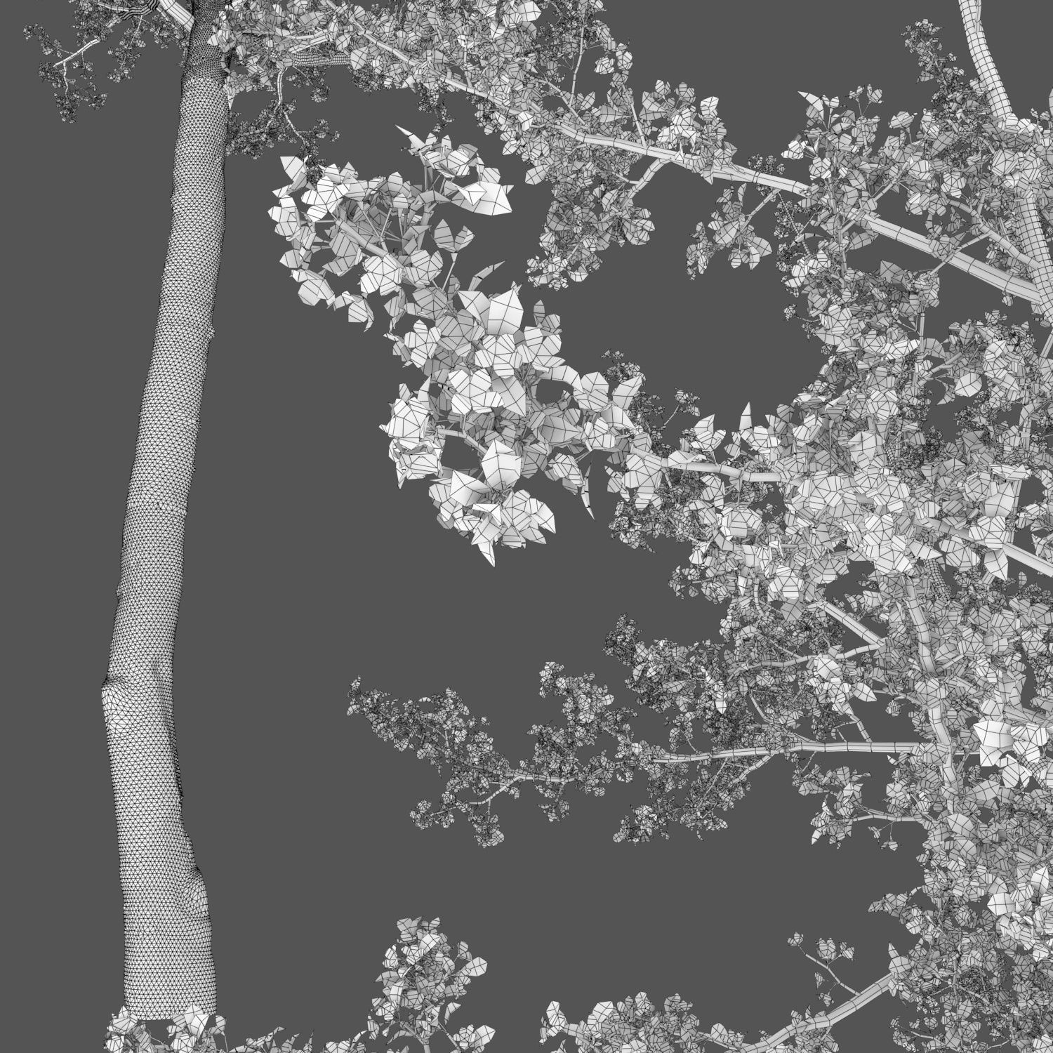 Cherry-tree Flowering 04 3D model_3