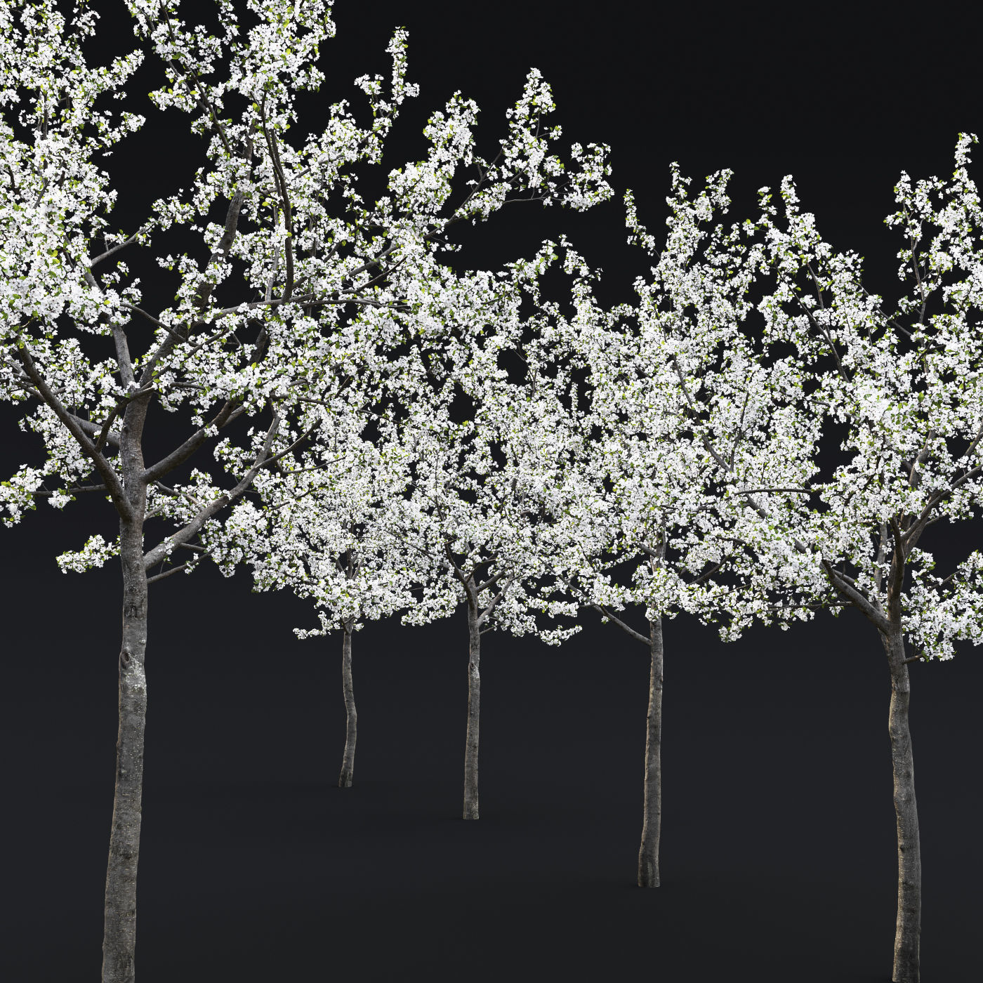Cherry-tree Flowering 04 3D model_1