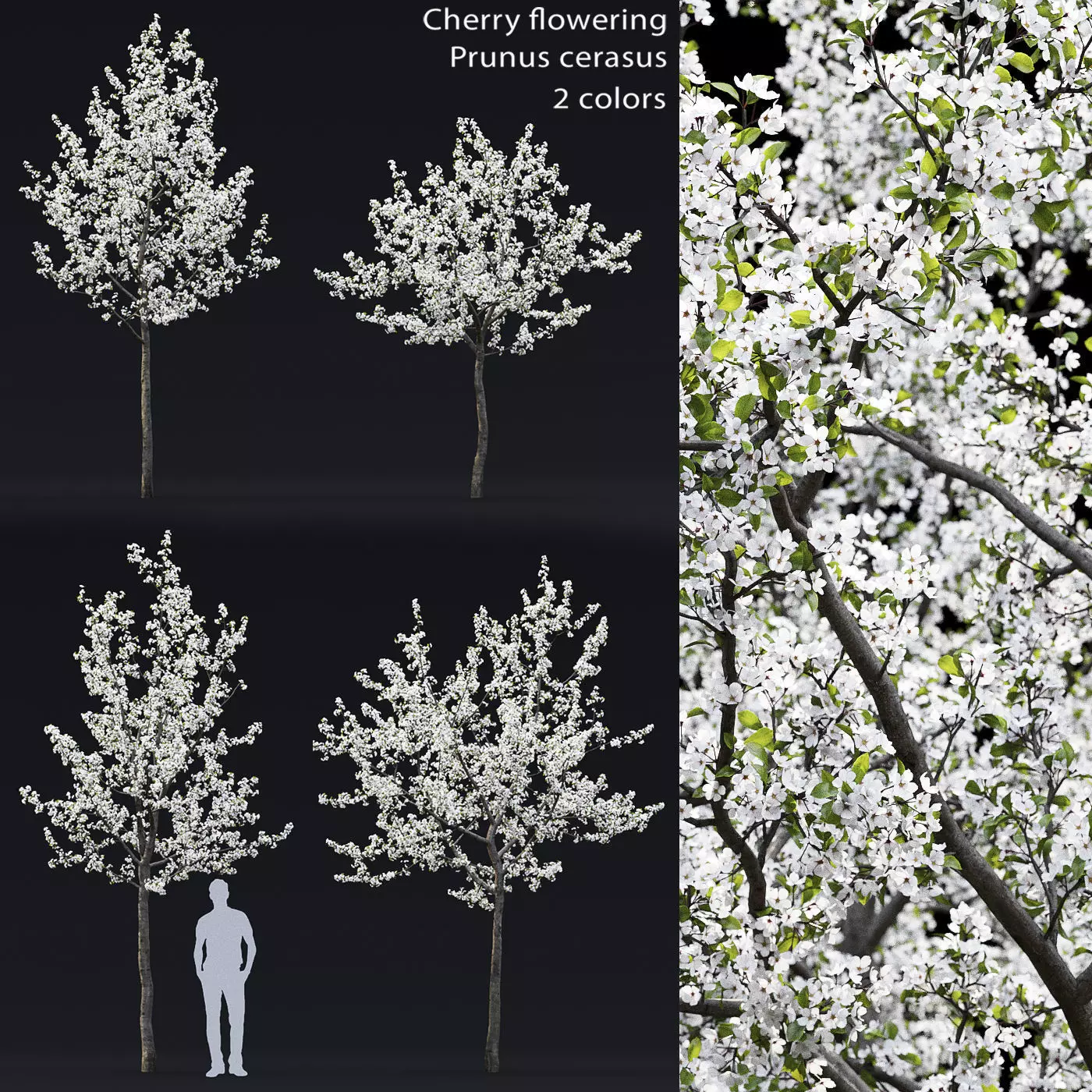 Cherry-tree Flowering 04 3D model_0