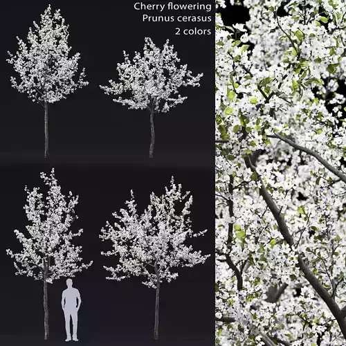 Cherry-tree Flowering 04 3D model