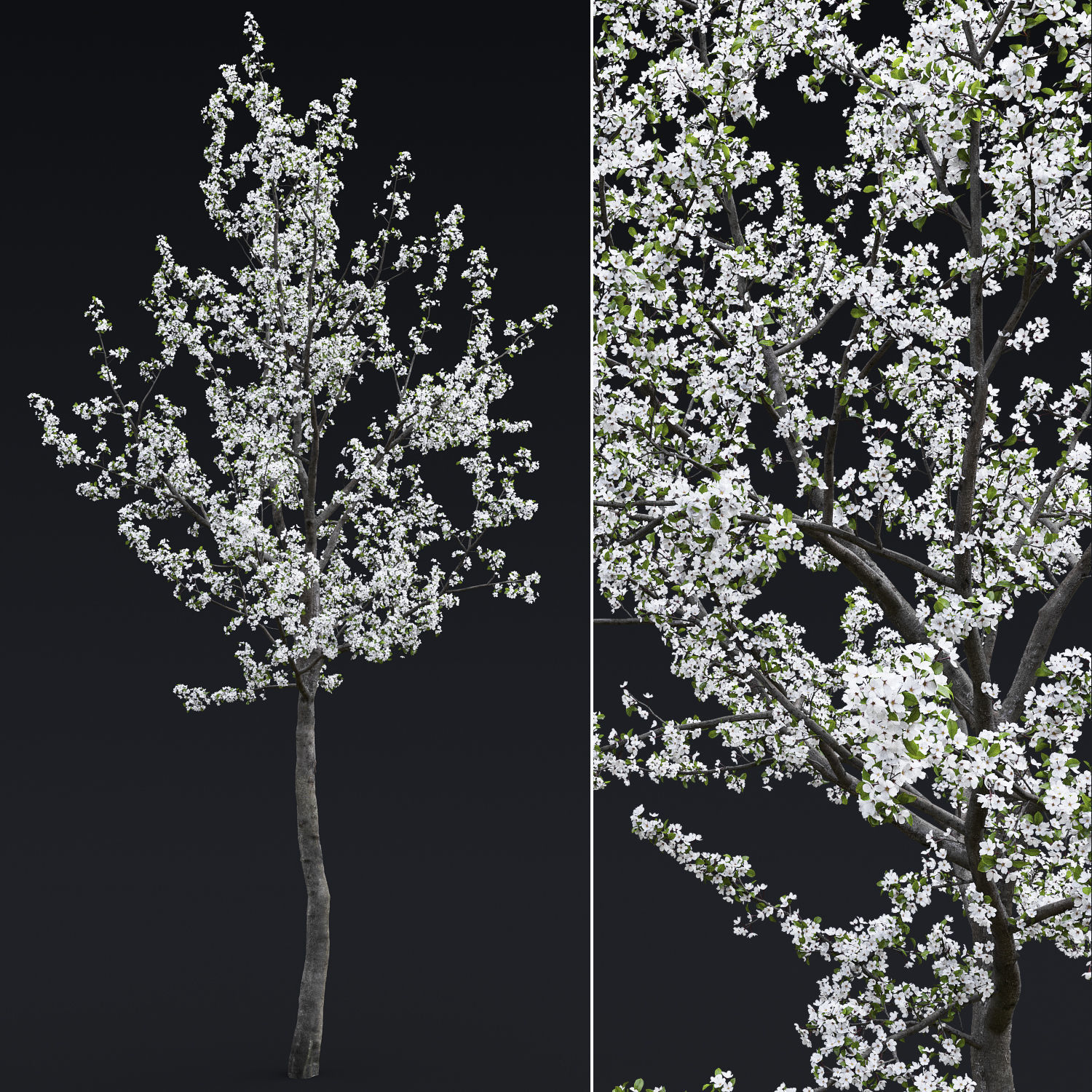 Cherry-tree Flowering 04 3D model_2