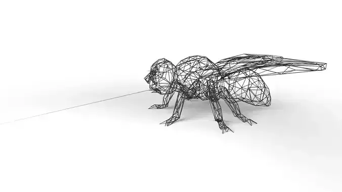 Fly Wireframe Low-poly 3D model
